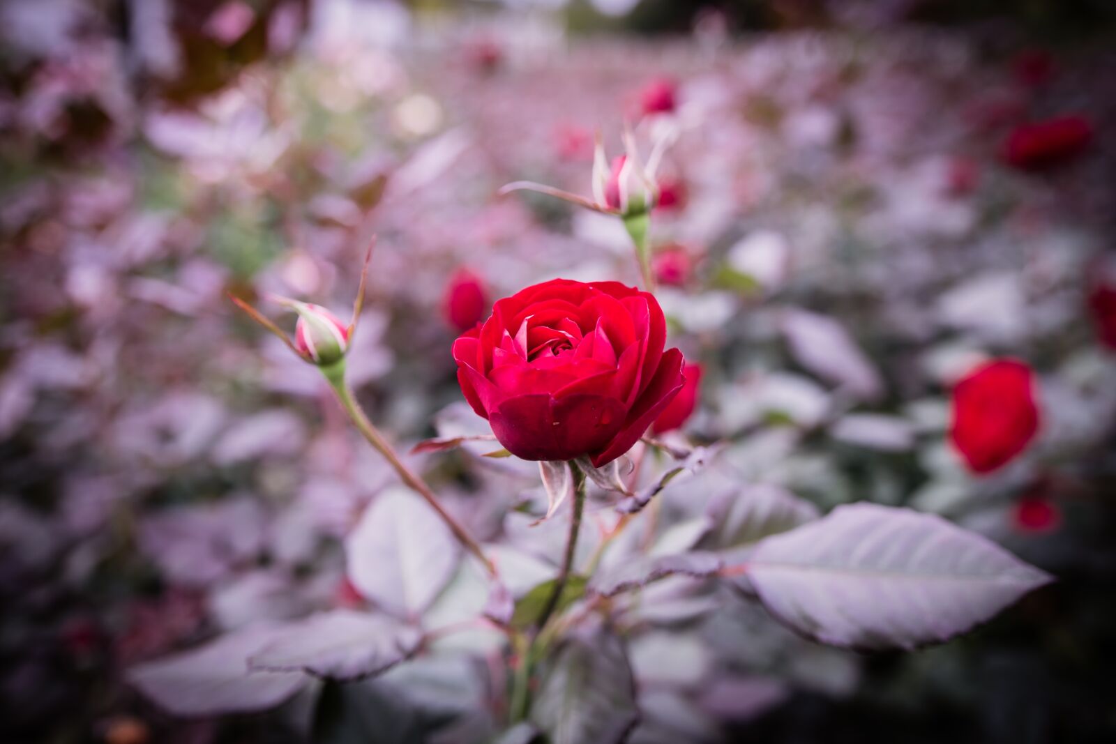 Canon EOS 7D Mark II sample photo. Rose, flowers, rose garden photography
