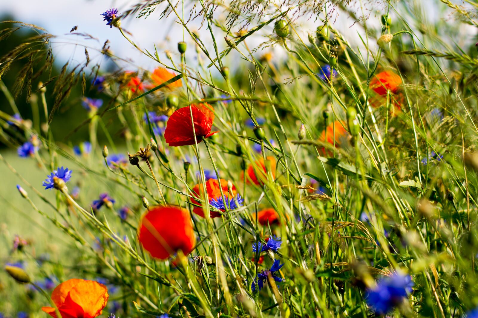 Nikon D5200 sample photo. Poppies, charby, flowers photography