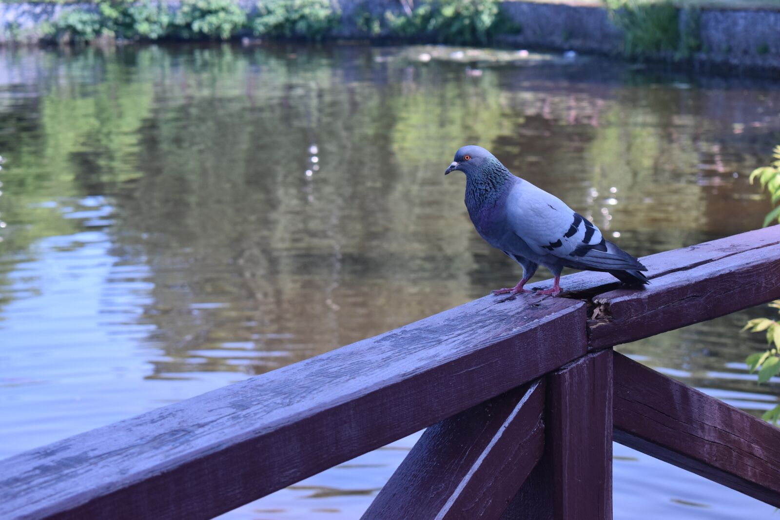 Nikon D3500 sample photo. Dove, bird, sitting photography
