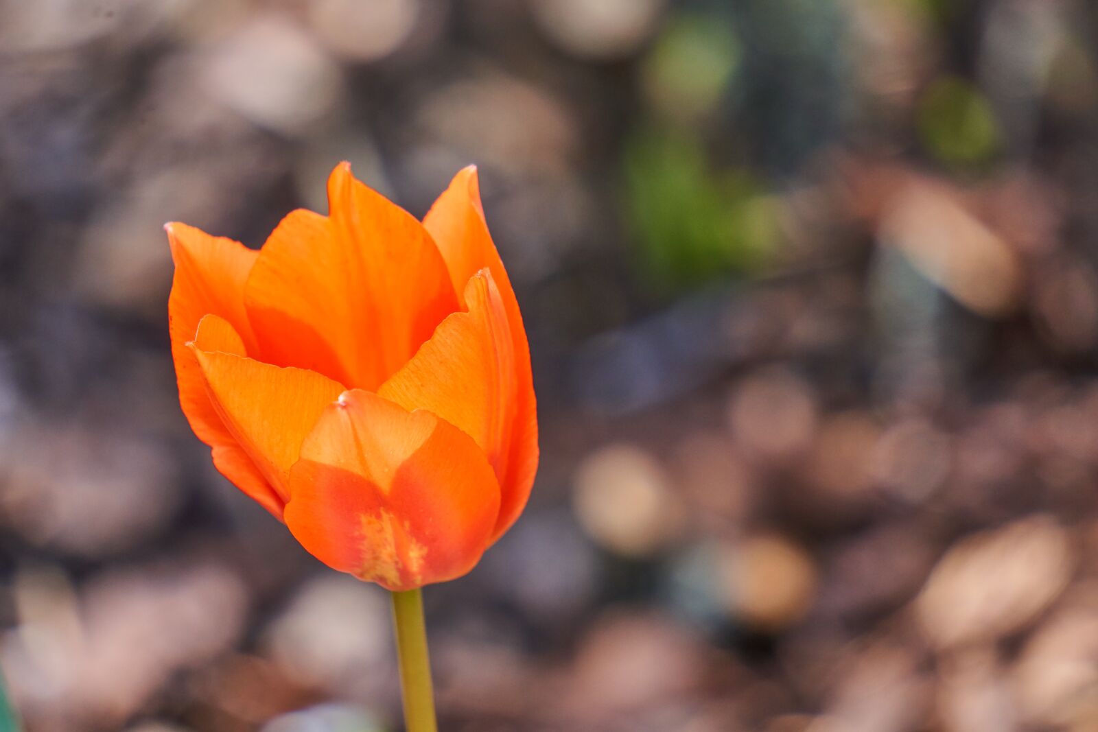 Sony E 55-210mm F4.5-6.3 OSS sample photo. Tulip, blossom, bloom photography