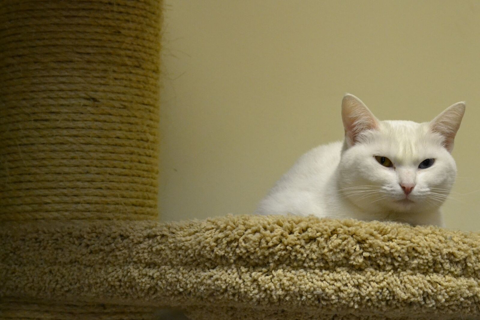 Nikon D3100 sample photo. Cat, white, pets photography