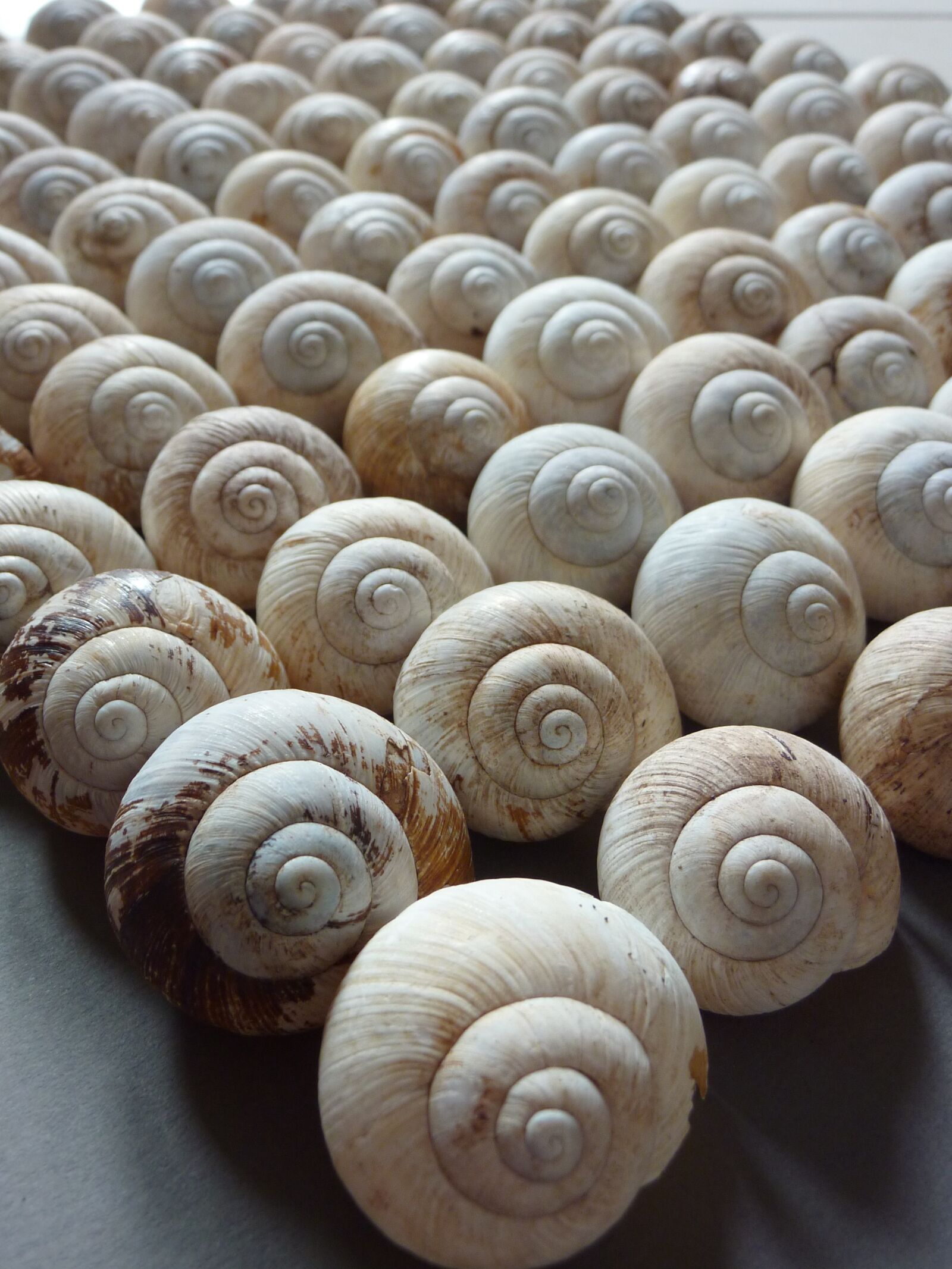 Panasonic DMC-TZ7 sample photo. Snails, some, army photography