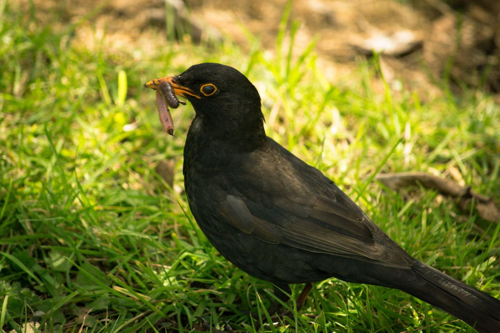 Nikon D3100 sample photo. Black bird, worm, eating photography