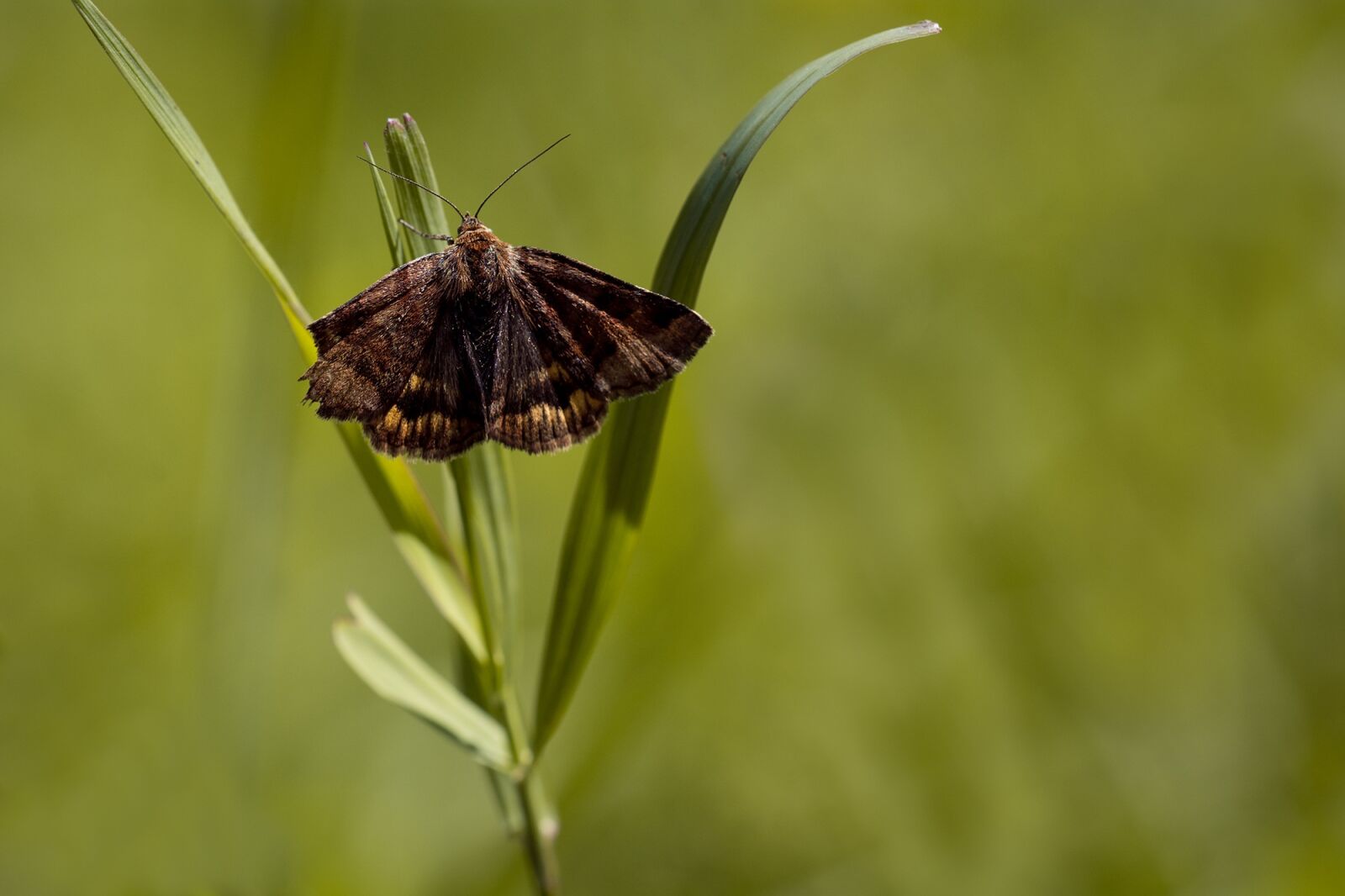Nikon D7100 sample photo. Butterfly, grass, blade of photography