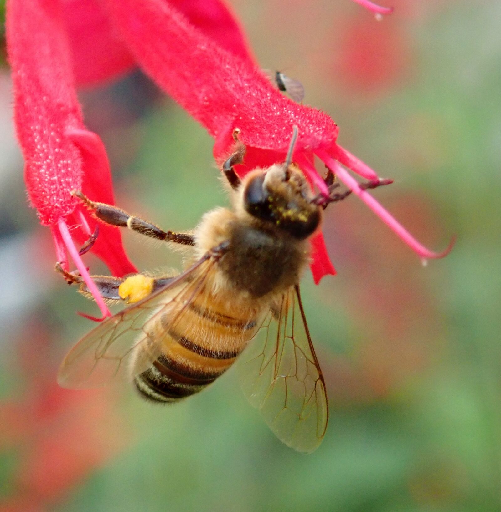 Olympus TG-5 sample photo. Bee, insect, nectar photography