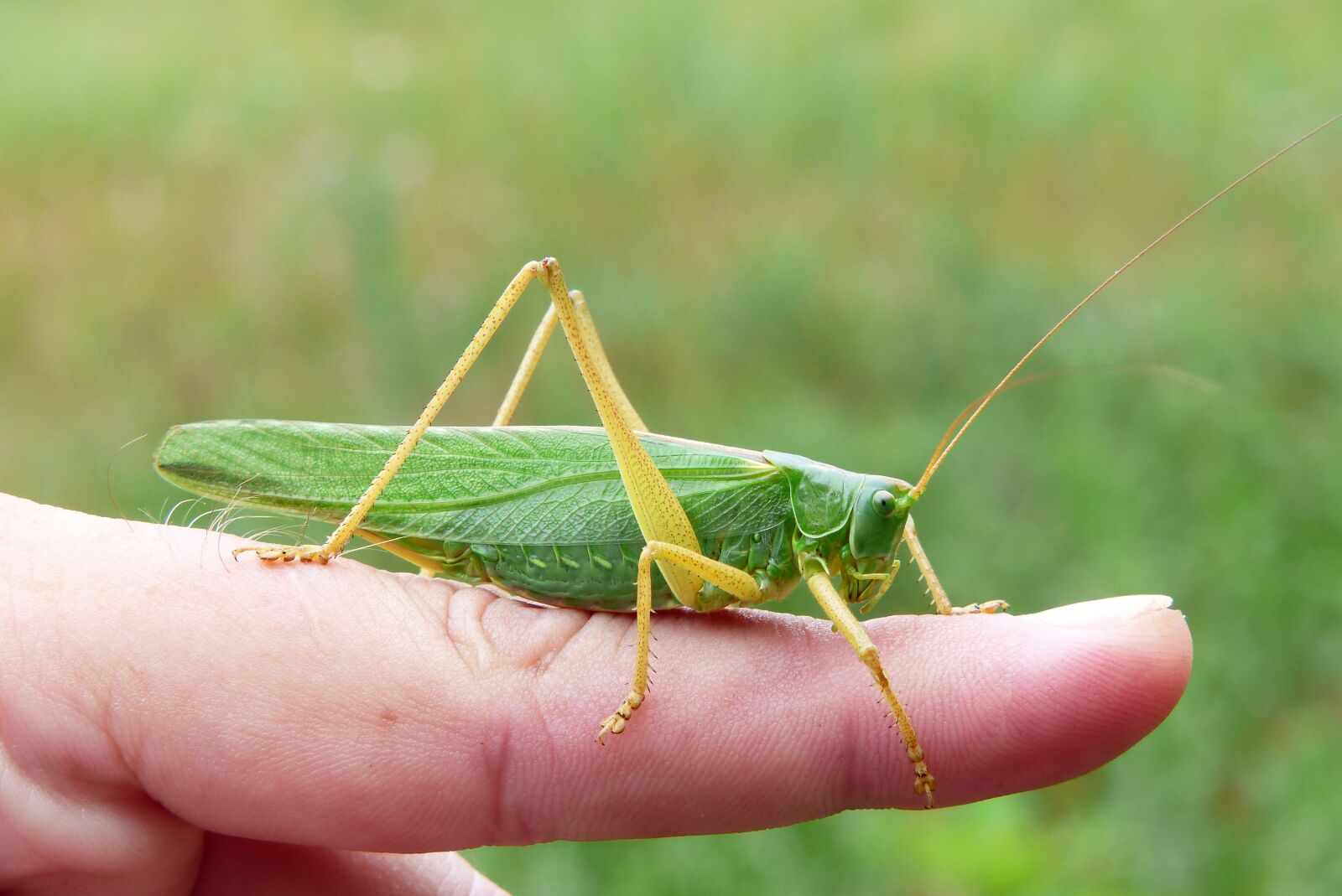 Panasonic Lumix DMC-FZ200 sample photo. Grasshopper green, female, insect photography