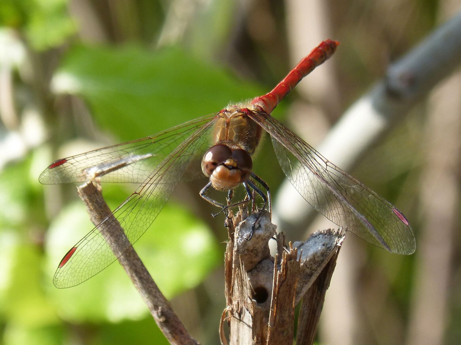Panasonic DMC-FZ62 sample photo. Dragonfly, red dragonfly, branch photography
