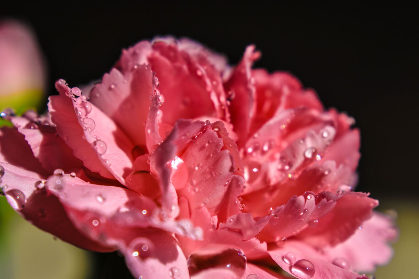 Nikon D3500 sample photo. Carnation, ros, white photography