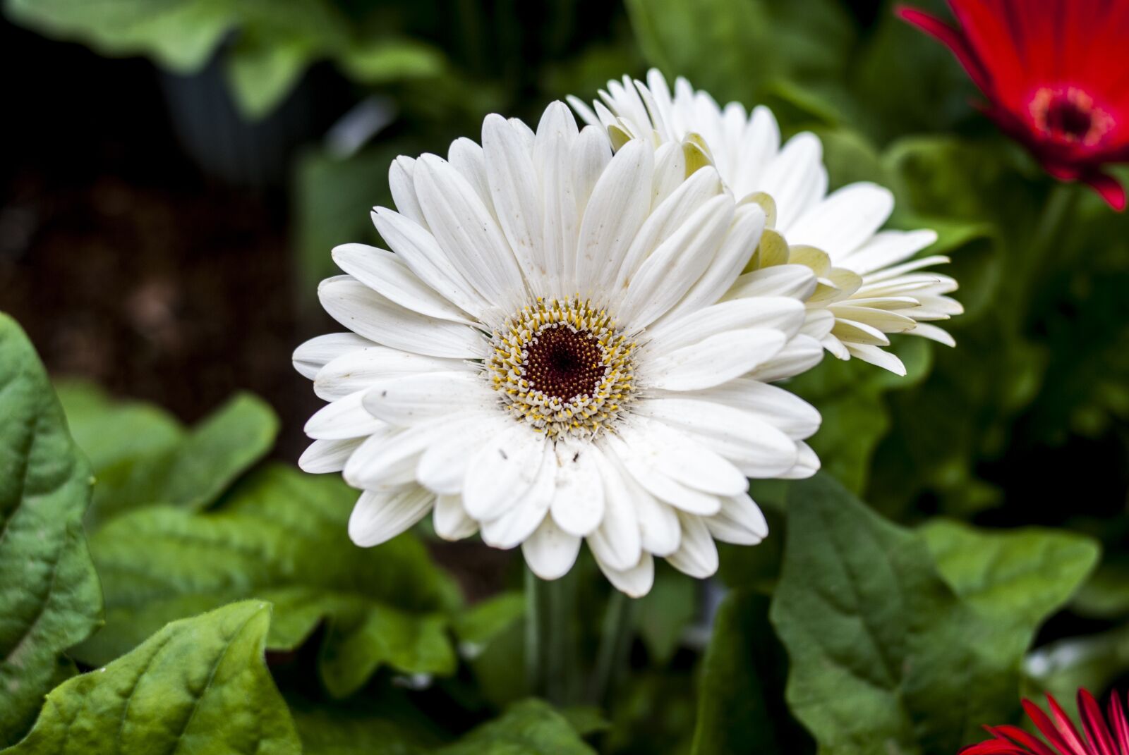Nikon D60 sample photo. G rbela white, flower photography