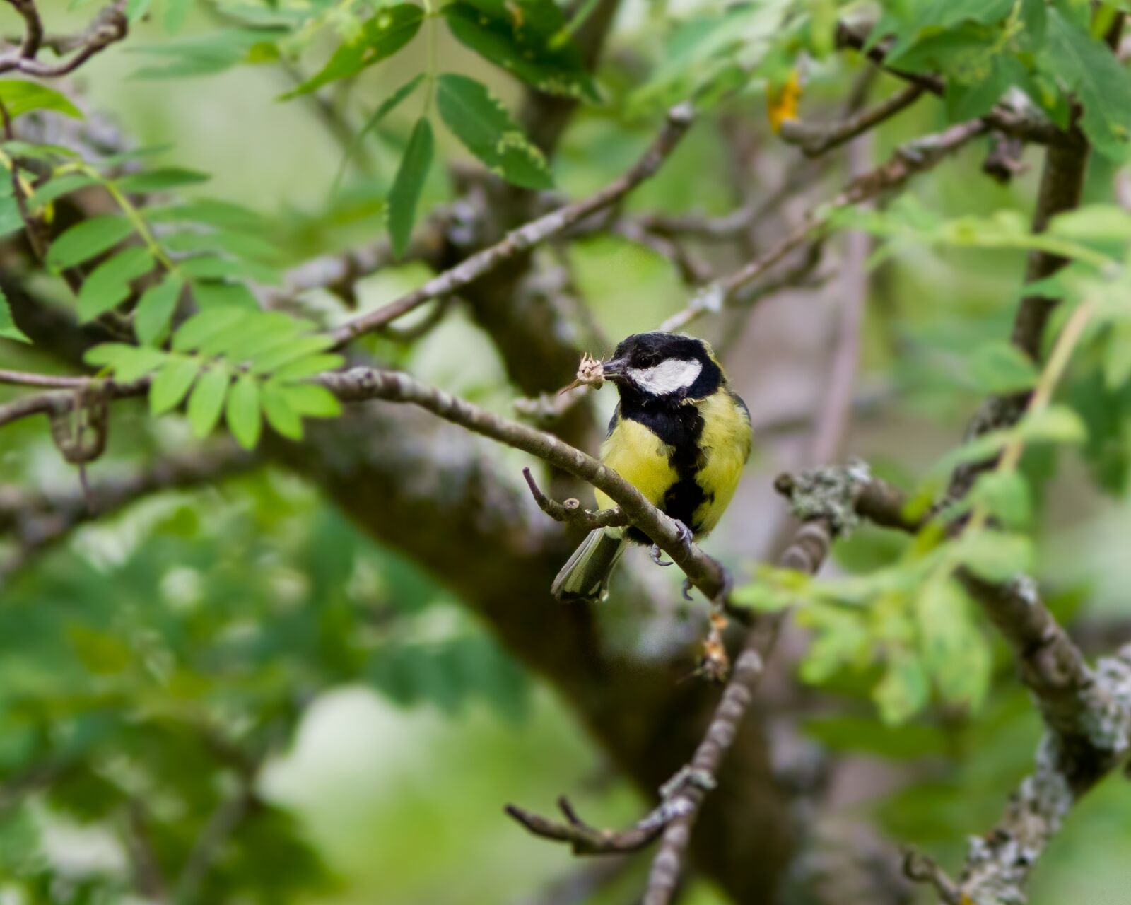 Canon EF 300mm F4L IS USM sample photo. Great tit, bird, tree photography