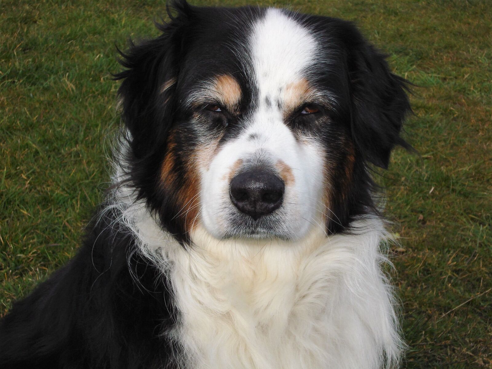 Sony DSC-W55 sample photo. Dog, australia shepard, black photography