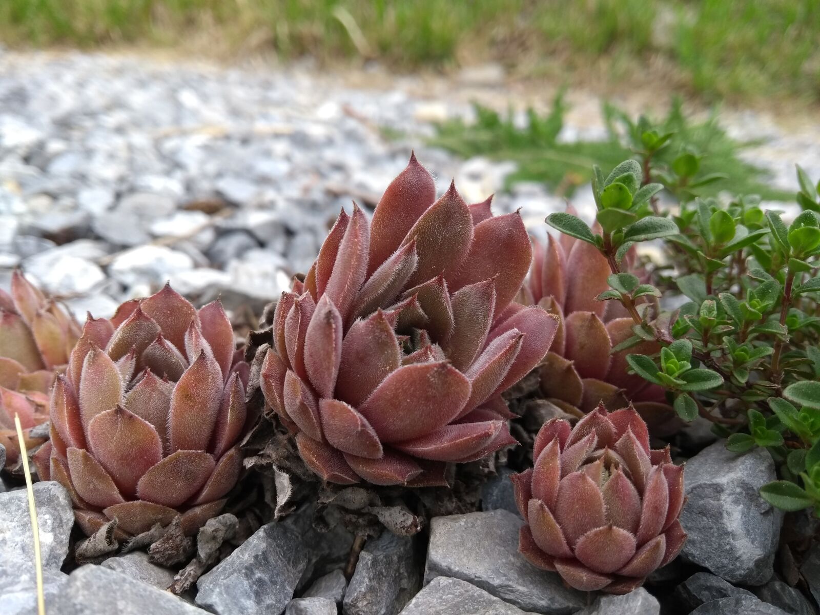 Motorola Moto G (5th Gen) sample photo. Nature, flower, plant photography