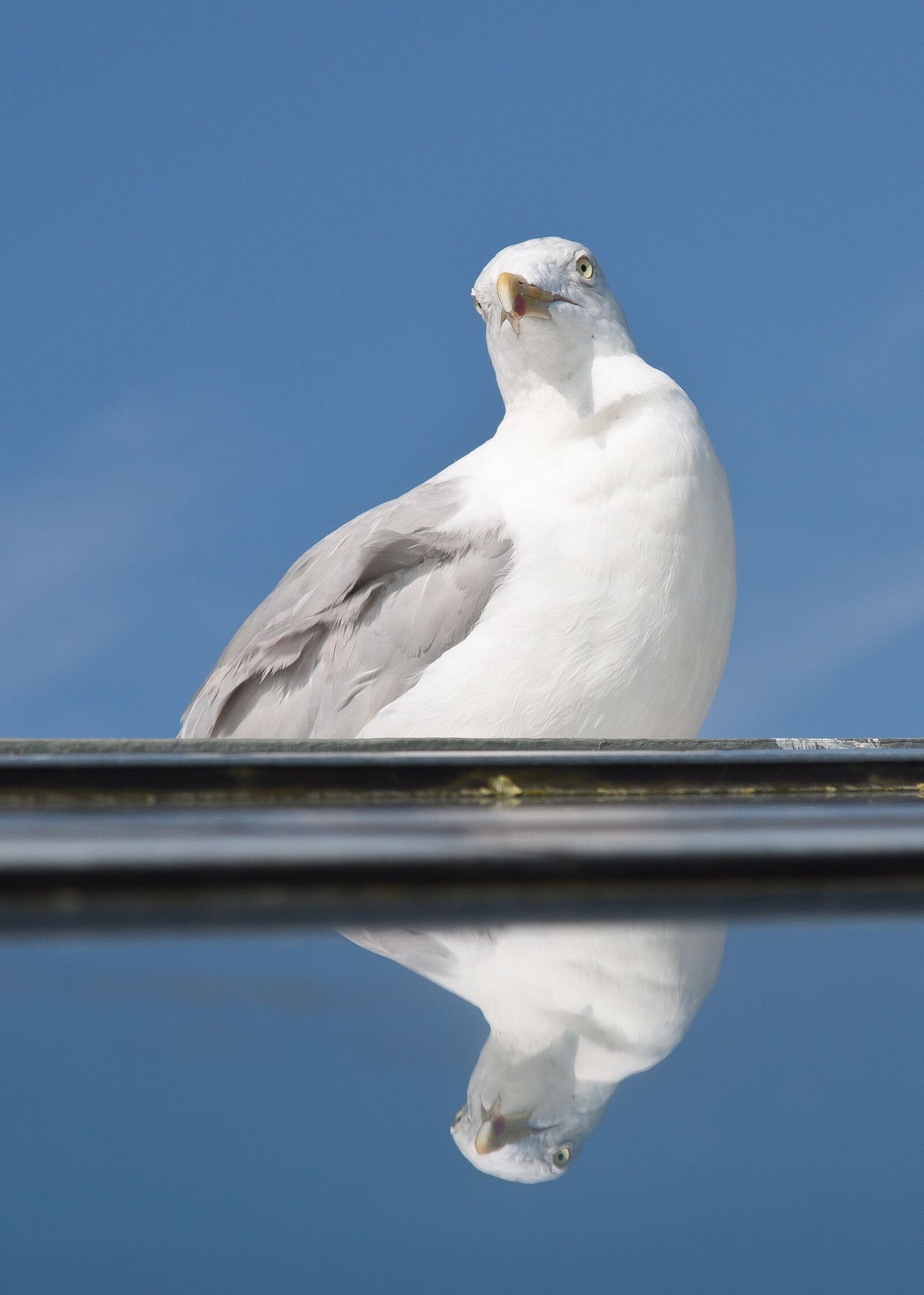 Canon EOS 50D + Canon EF 24-105mm F4L IS USM sample photo. Seagull, mirror, vain photography