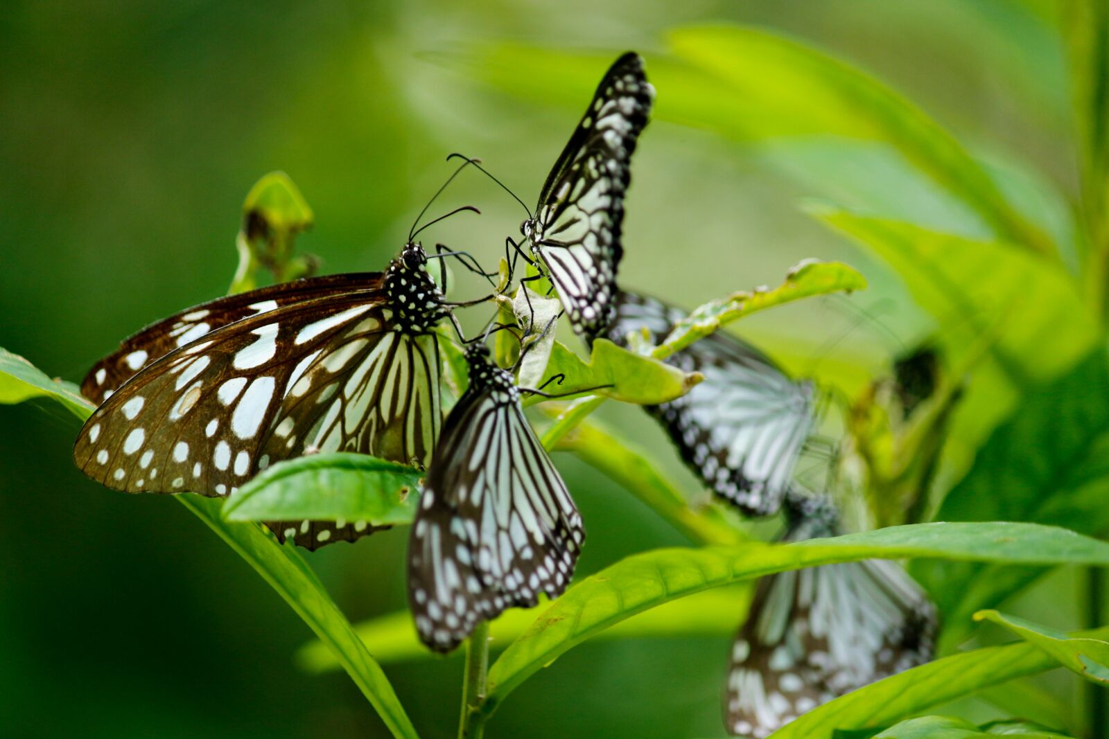 Canon EOS 700D (EOS Rebel T5i / EOS Kiss X7i) sample photo. Butterfly, blue tiger butterfly photography