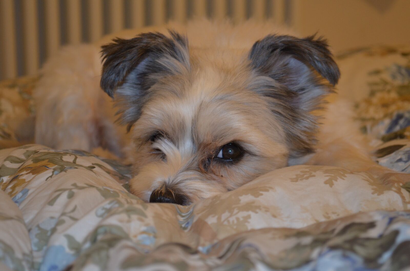 Nikon D5100 sample photo. Dog, pet, hair photography