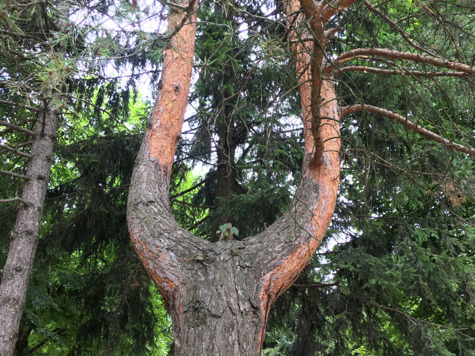Apple iPhone 6s sample photo. Tree, weird, forest photography