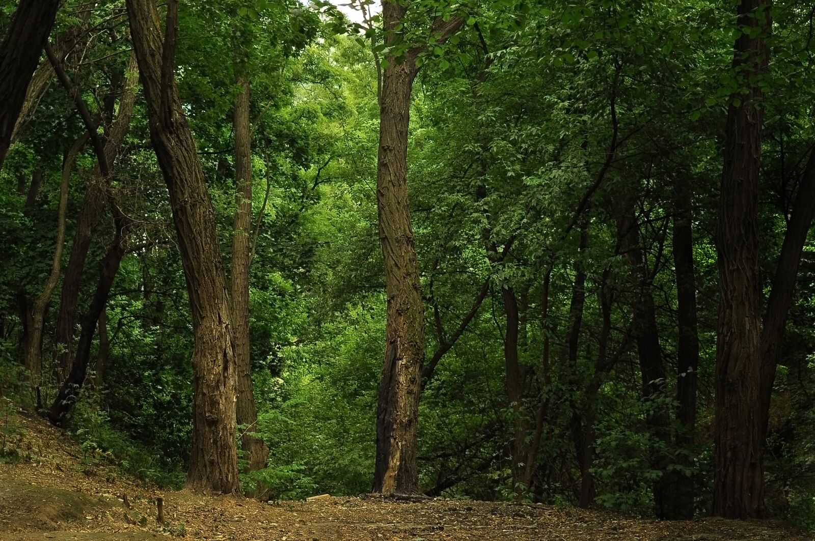 Nikon D90 sample photo. Forest, trees, thicket photography