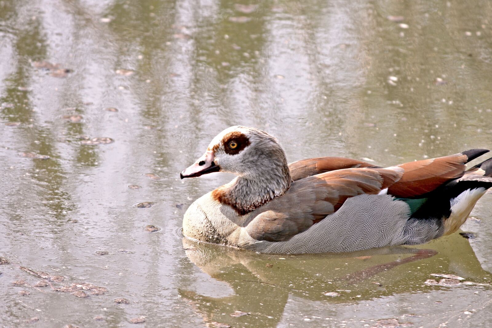 Canon EOS 1100D (EOS Rebel T3 / EOS Kiss X50) sample photo. Nilgans, goose, water bird photography