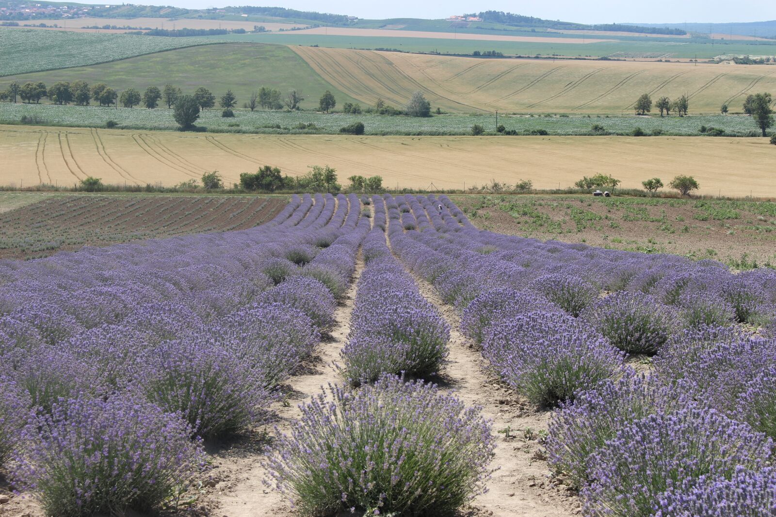 Canon EOS 100D (EOS Rebel SL1 / EOS Kiss X7) sample photo. Lavender, summer, nature photography