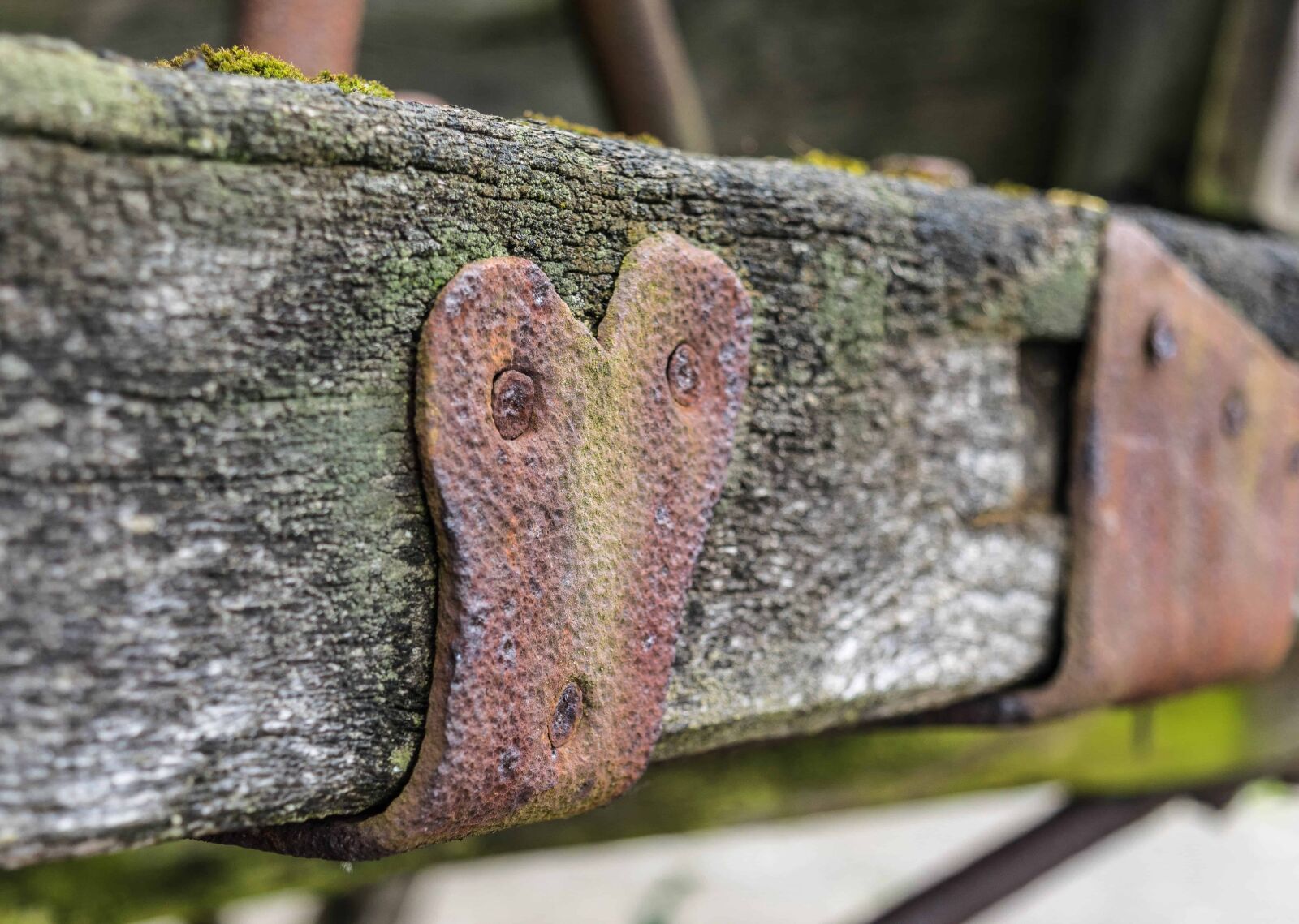 Nikon D3300 sample photo. Moss, rivet, wood, metal photography