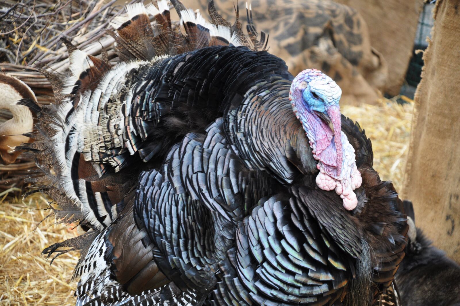 Nikon D90 sample photo. Turkey, guinea fowl, poultry photography