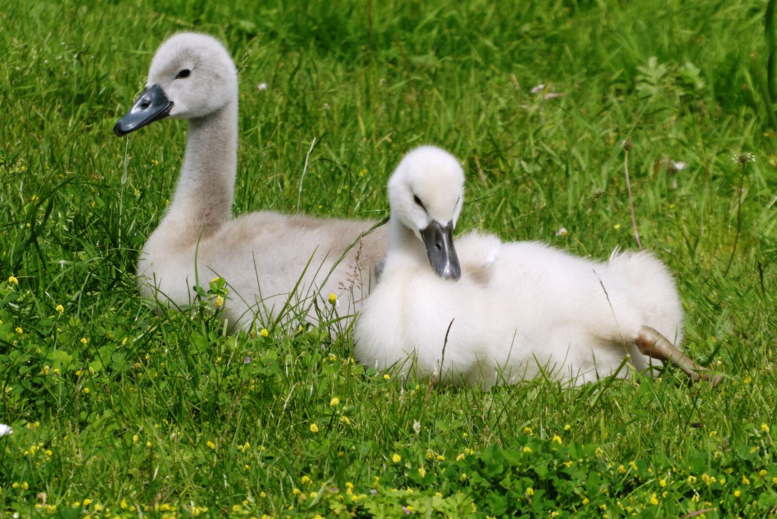 Panasonic Lumix DC-ZS70 (Lumix DC-TZ90) sample photo. Swan, chicks, nature photography