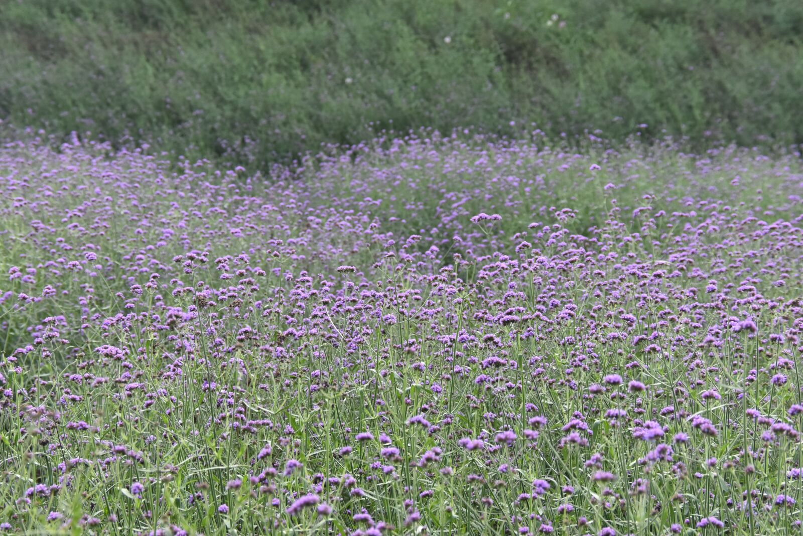 Nikon D7200 sample photo. Flower field, field of photography