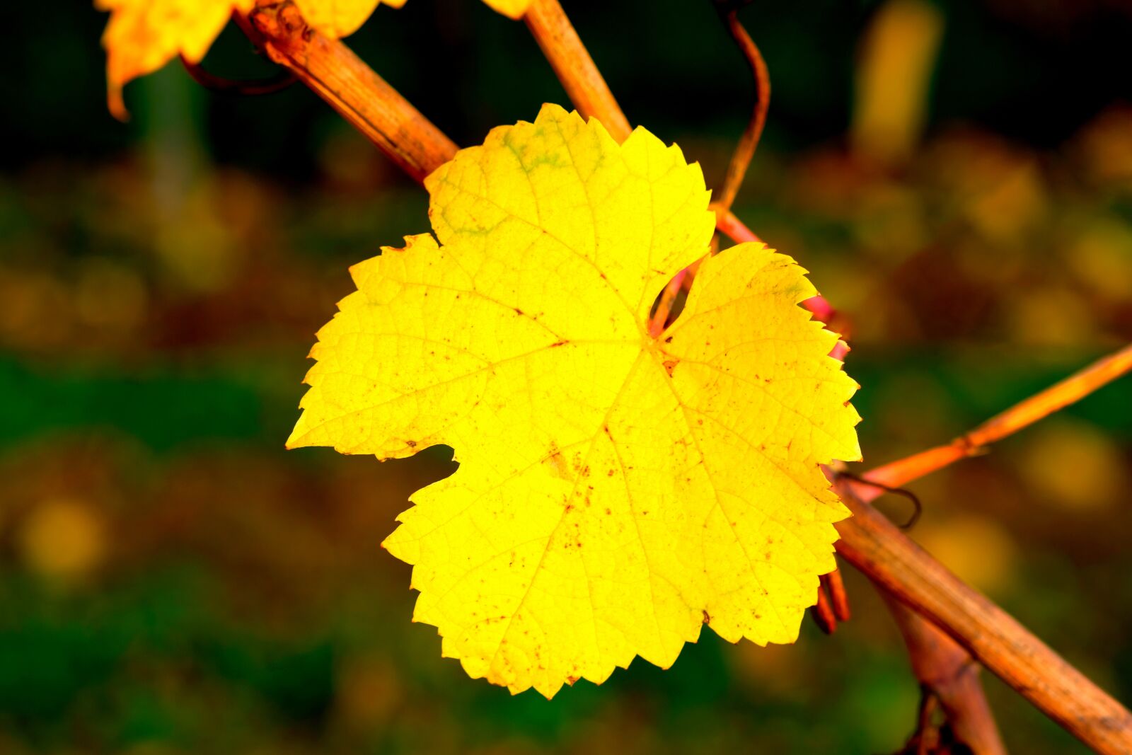 Fujifilm X-T20 sample photo. Wine leaf, yellow, autumn photography