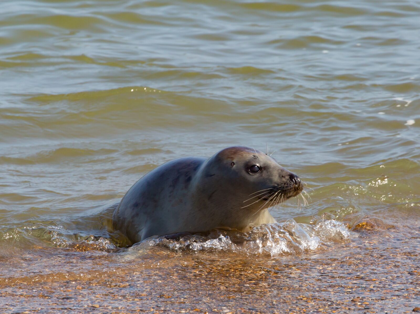 Canon EOS 5D Mark III + Canon EF 100-400mm F4.5-5.6L IS II USM sample photo. Harbor seal, seal, coast photography