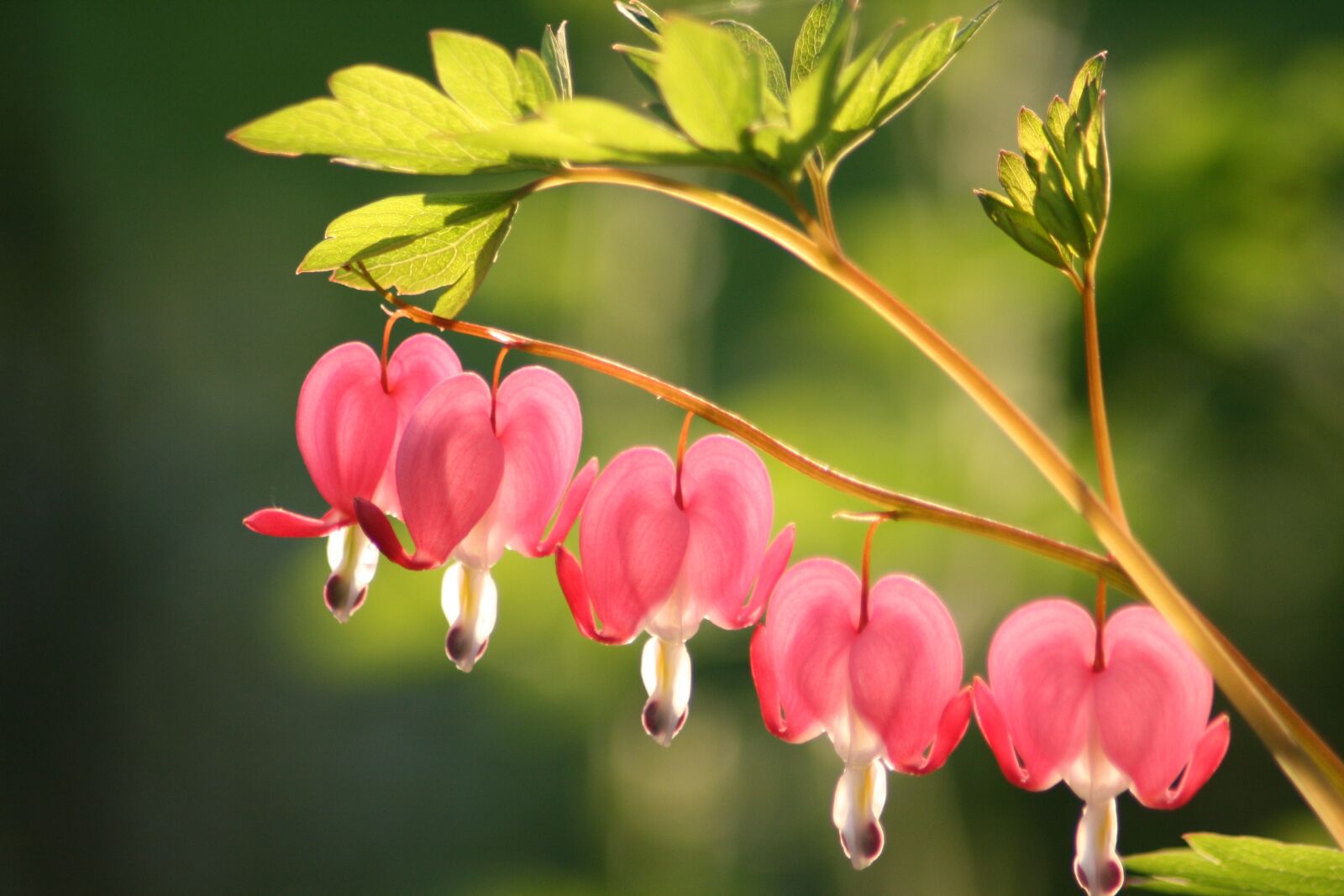 Canon EOS 400D (EOS Digital Rebel XTi / EOS Kiss Digital X) sample photo. Bleeding heart, flower, blossom photography