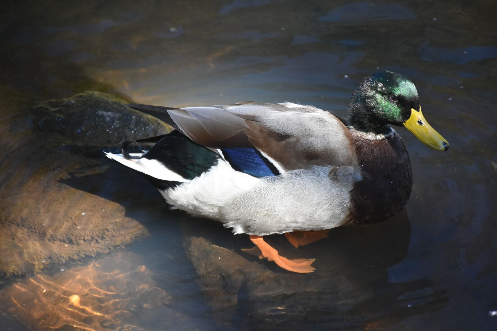 Nikon D7200 sample photo. Animals, duck, bird photography