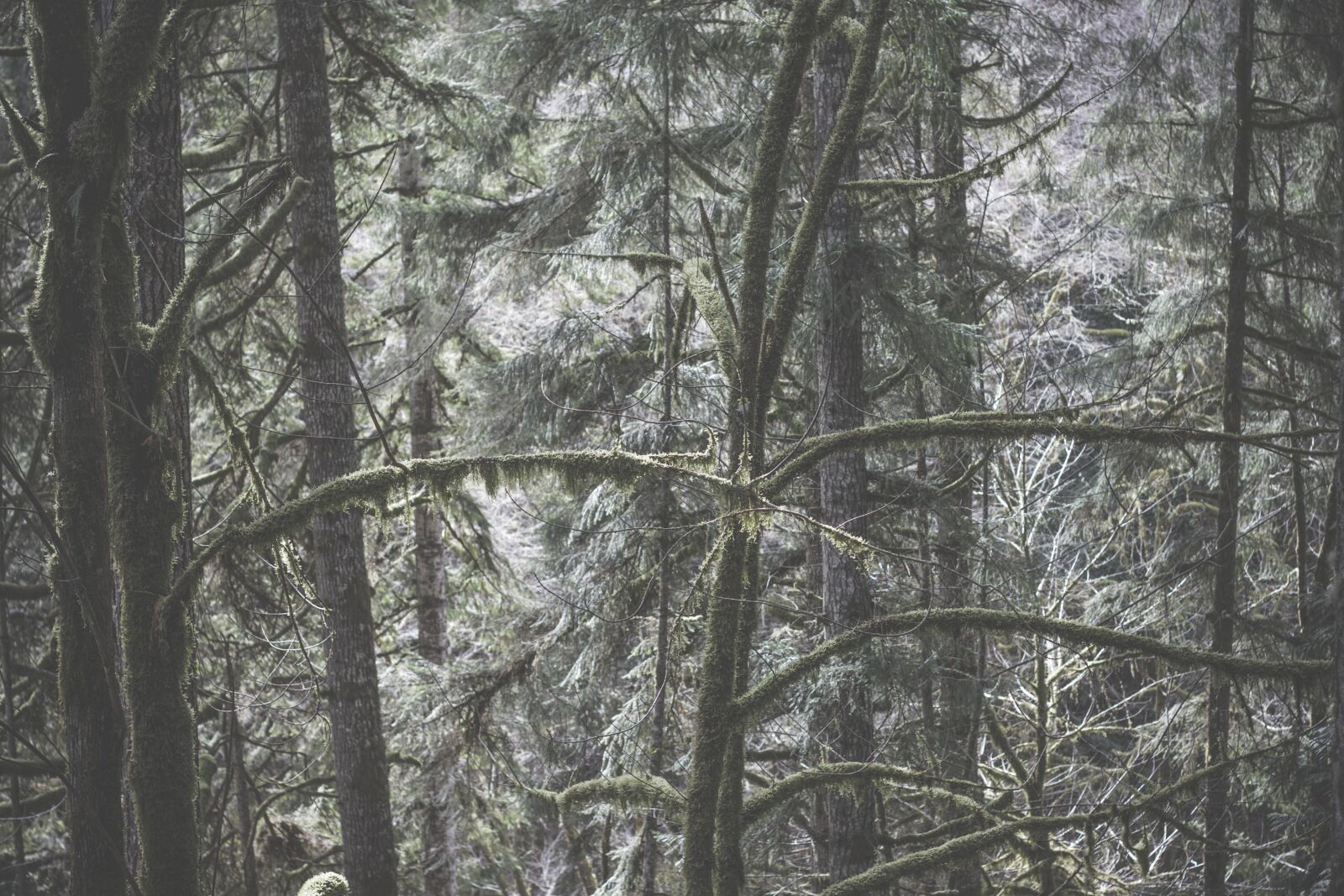 Canon EOS 50D sample photo. Forest, wood, tree, fog photography