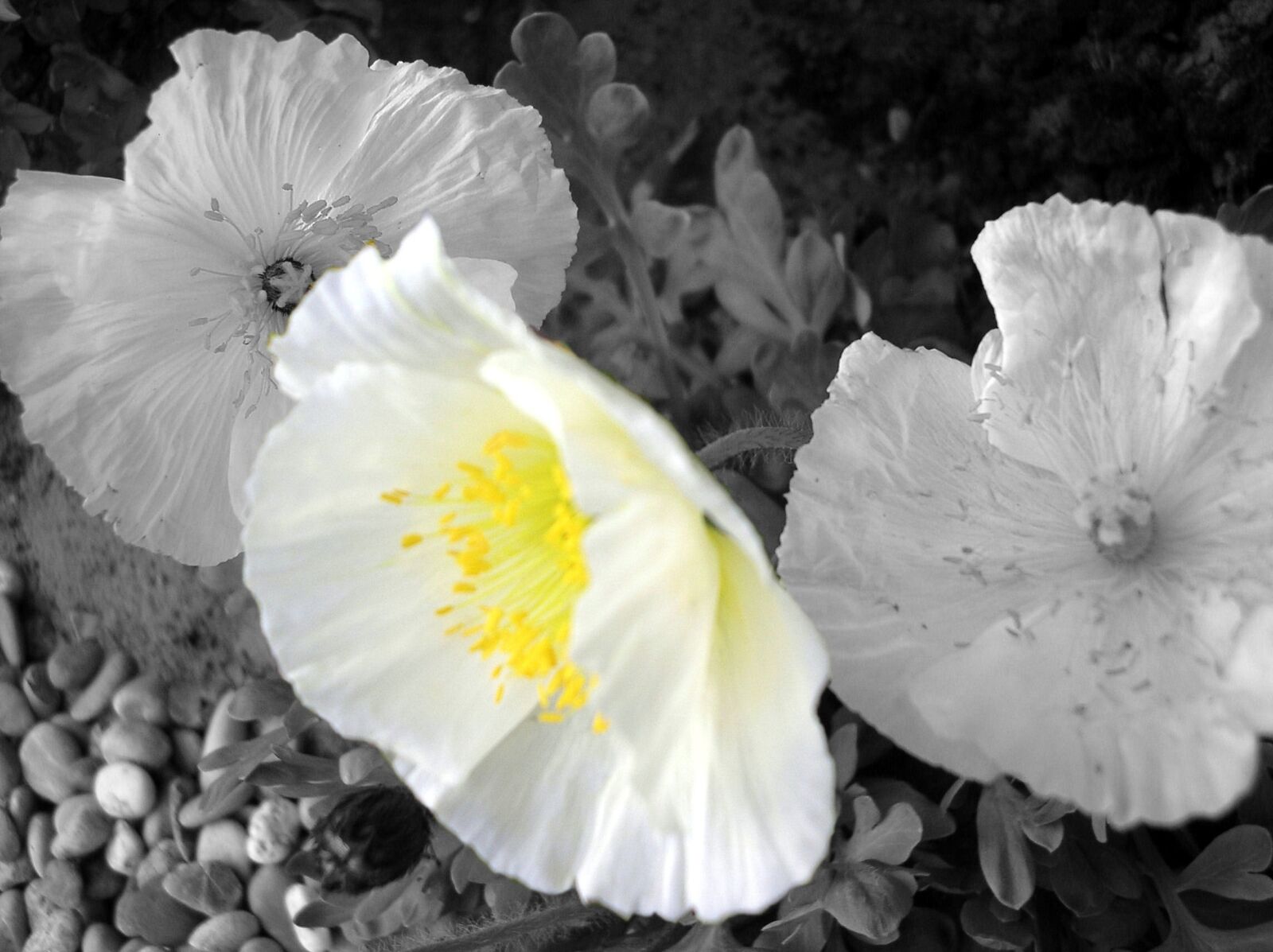 Olympus X550,D545Z,C480Z sample photo. White poppy, poppy flower photography