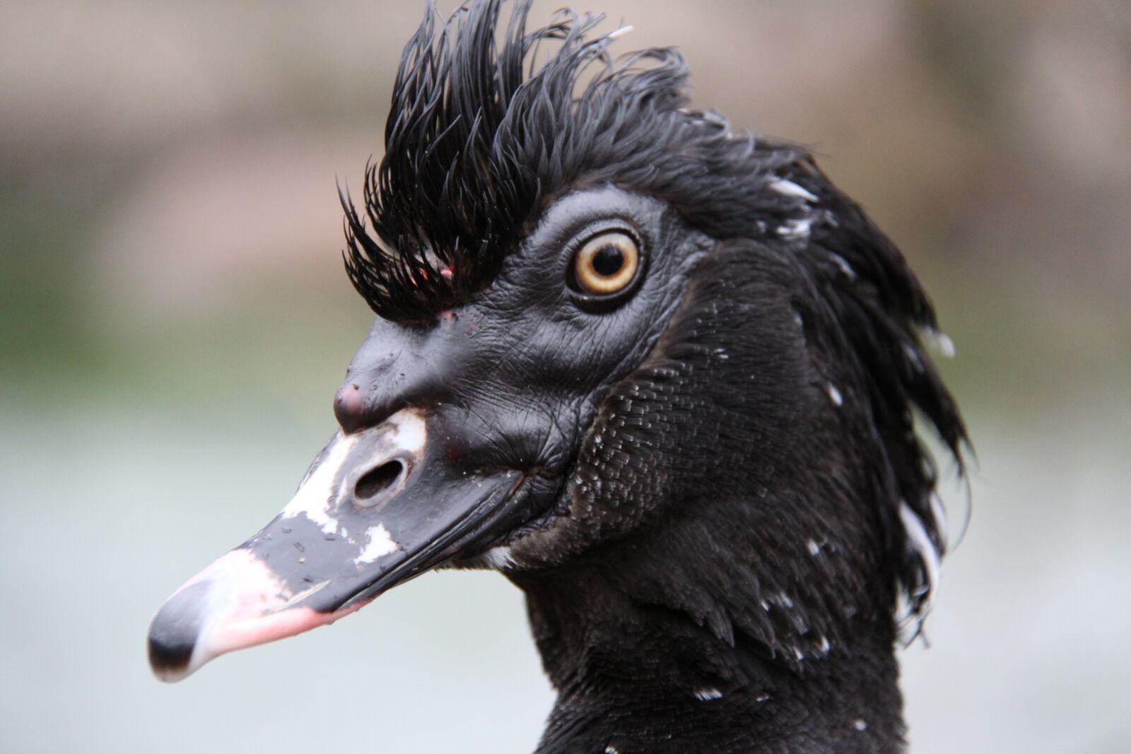 Canon EOS 50D sample photo. Duck, bird, animal photography