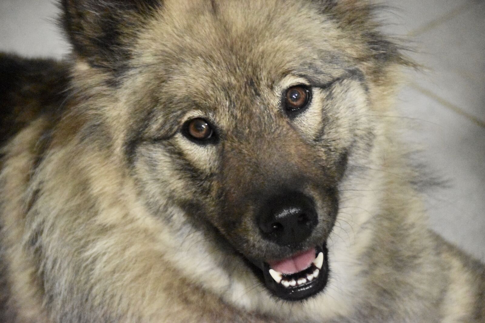 Nikon D5600 sample photo. Dog, dog eurasier, portrait photography