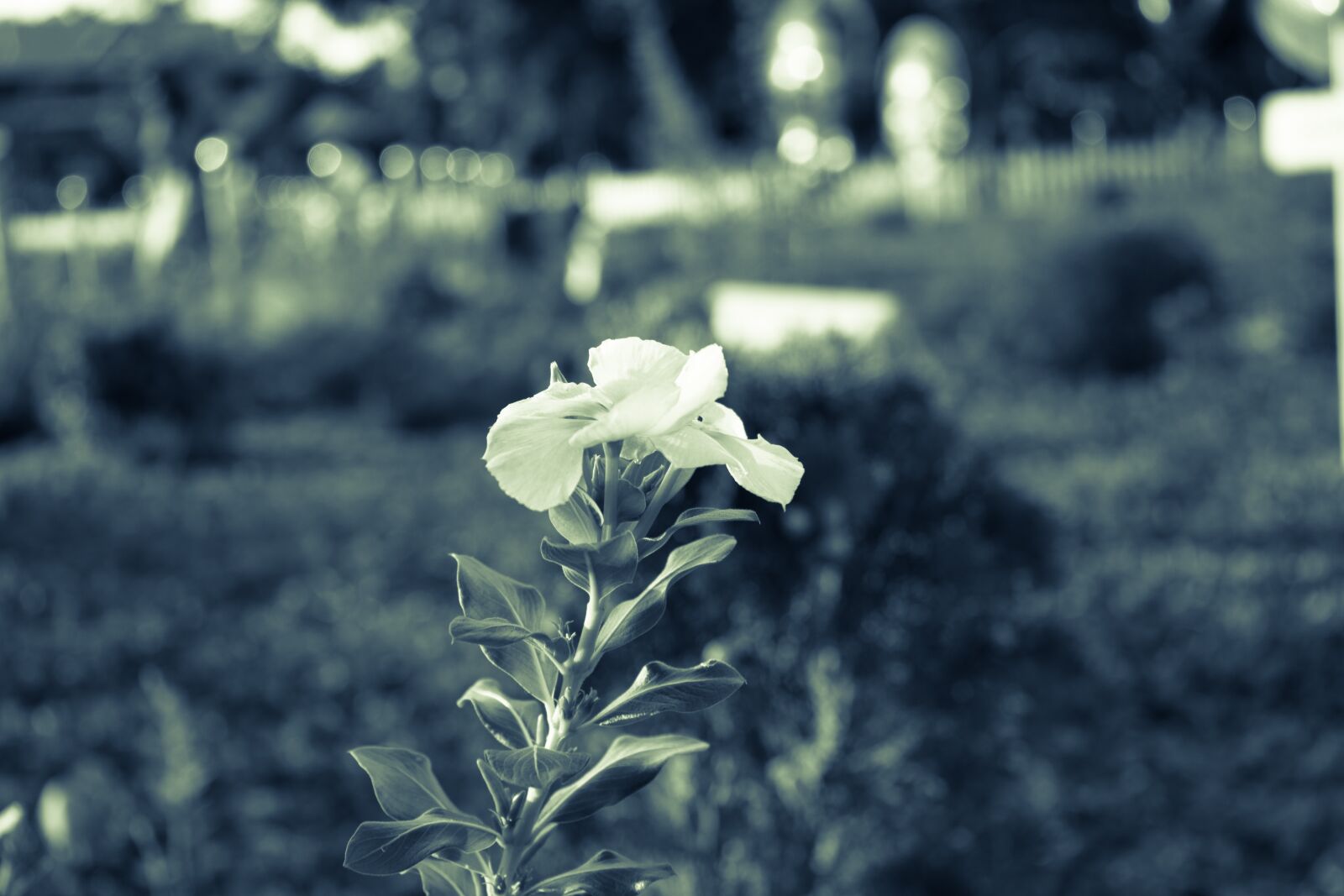 Canon EOS 200D (EOS Rebel SL2 / EOS Kiss X9) sample photo. Tree, sculpture, stone photography