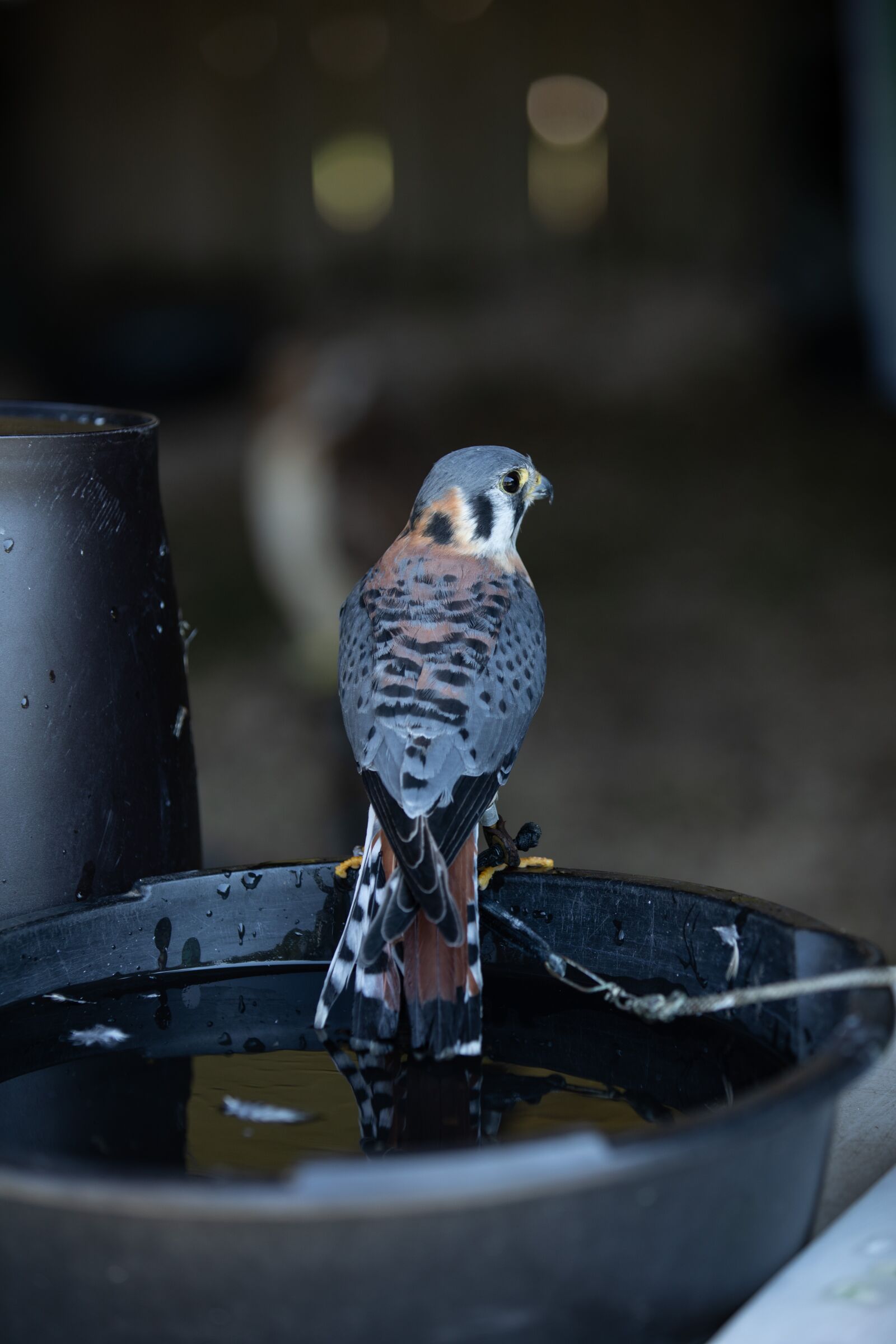 Canon EOS 5D Mark IV sample photo. Bird, hawk, nature photography