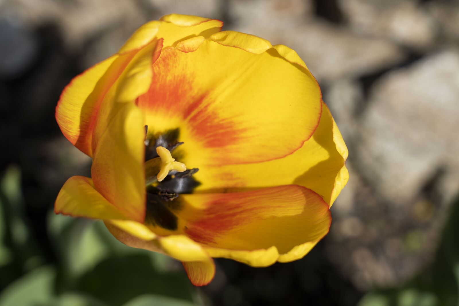 Sony FE 24-105mm F4 G OSS sample photo. Tulip, flower, garden photography