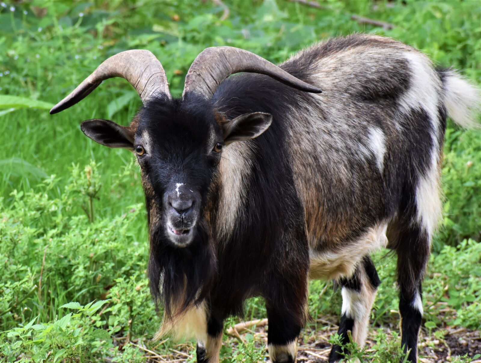 Nikon D3500 sample photo. Goat, horns, capra photography