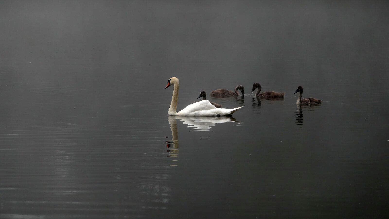 Panasonic DMC-TZ101 sample photo. Swans, swan family, mood photography