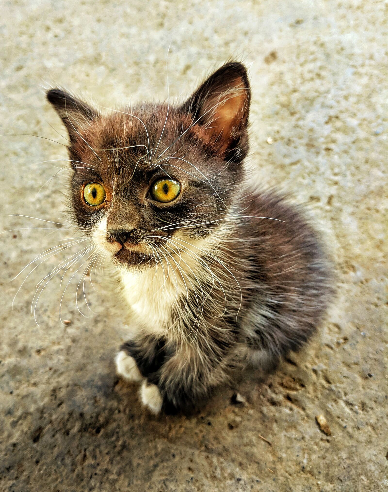 Google Pixel sample photo. Cat, animal, pet photography