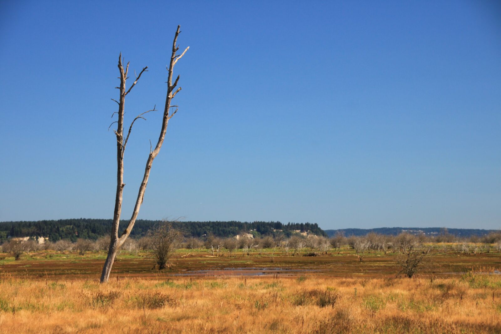 Canon EOS 500D (EOS Rebel T1i / EOS Kiss X3) sample photo. Plain, tree, sky photography