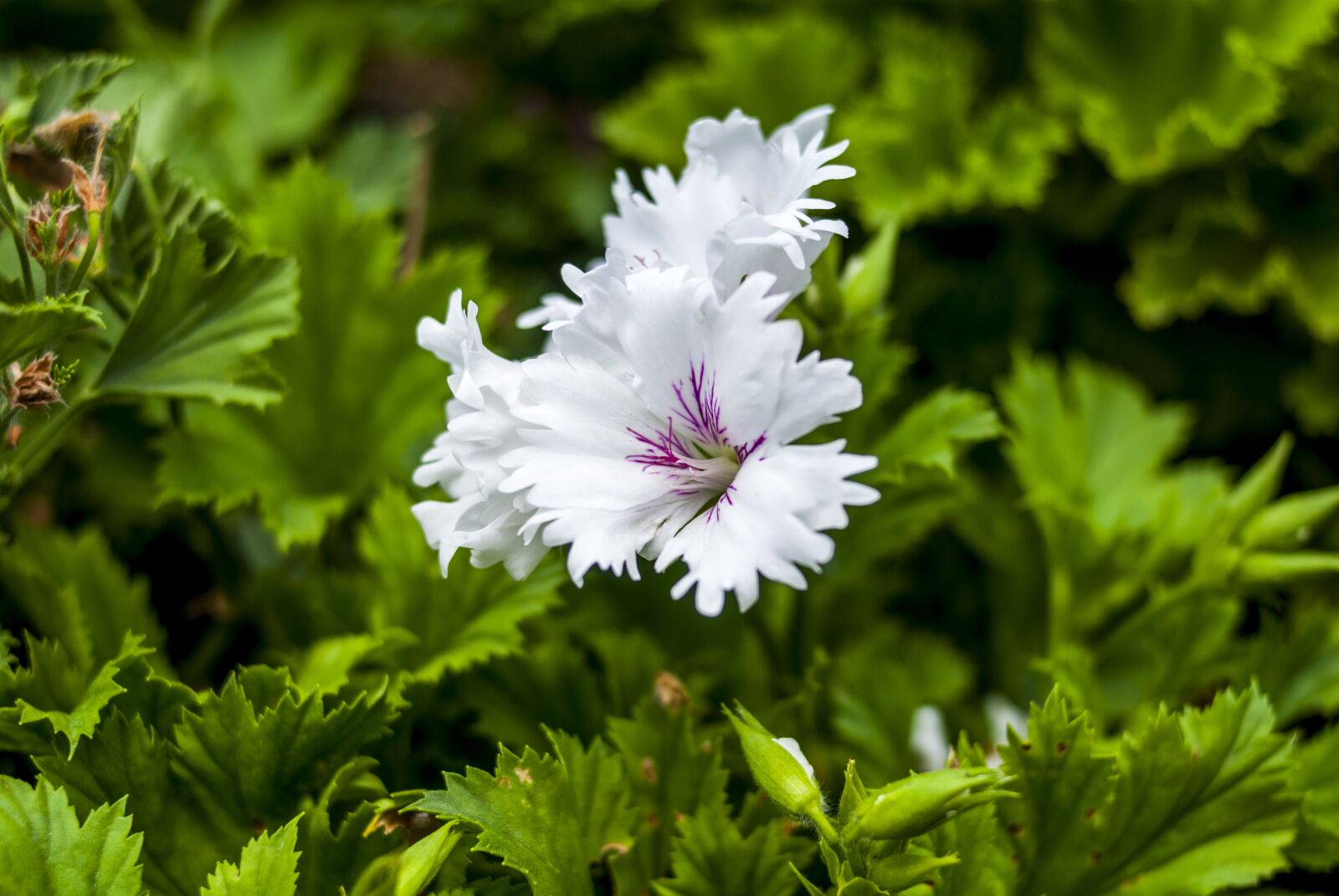 Nikon D60 sample photo. White flower, plant, nature photography