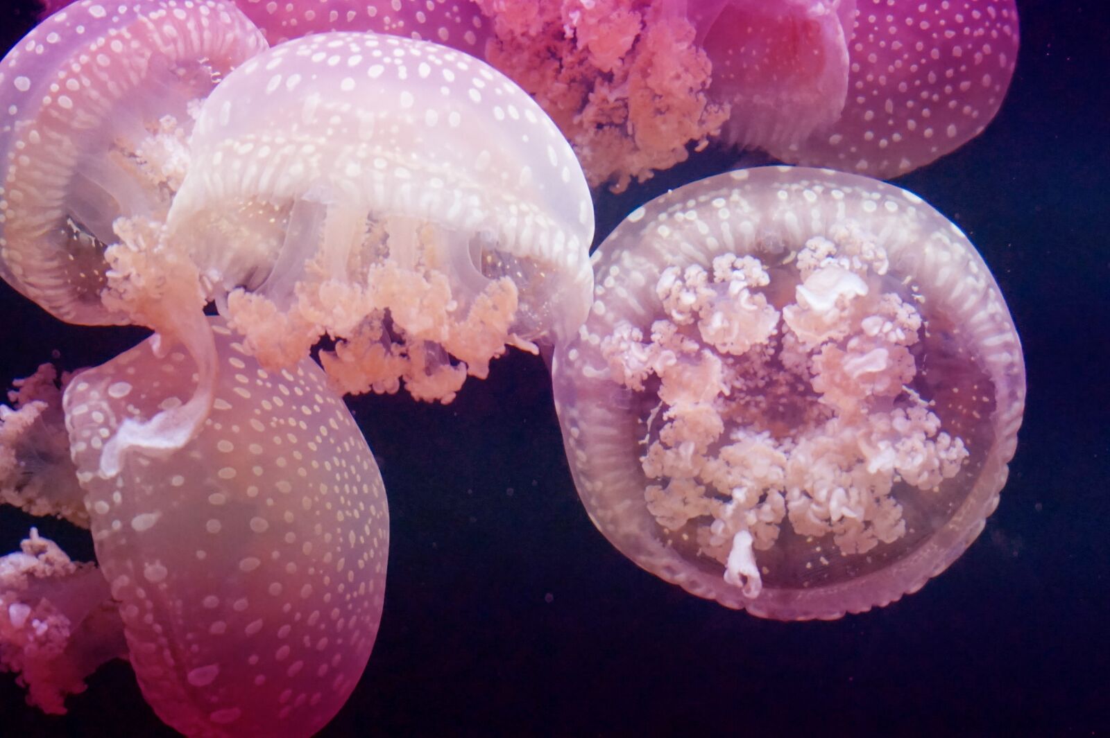 Sony Alpha a5000 (ILCE 5000) sample photo. Jellyfish, pink, meeresbewohner photography