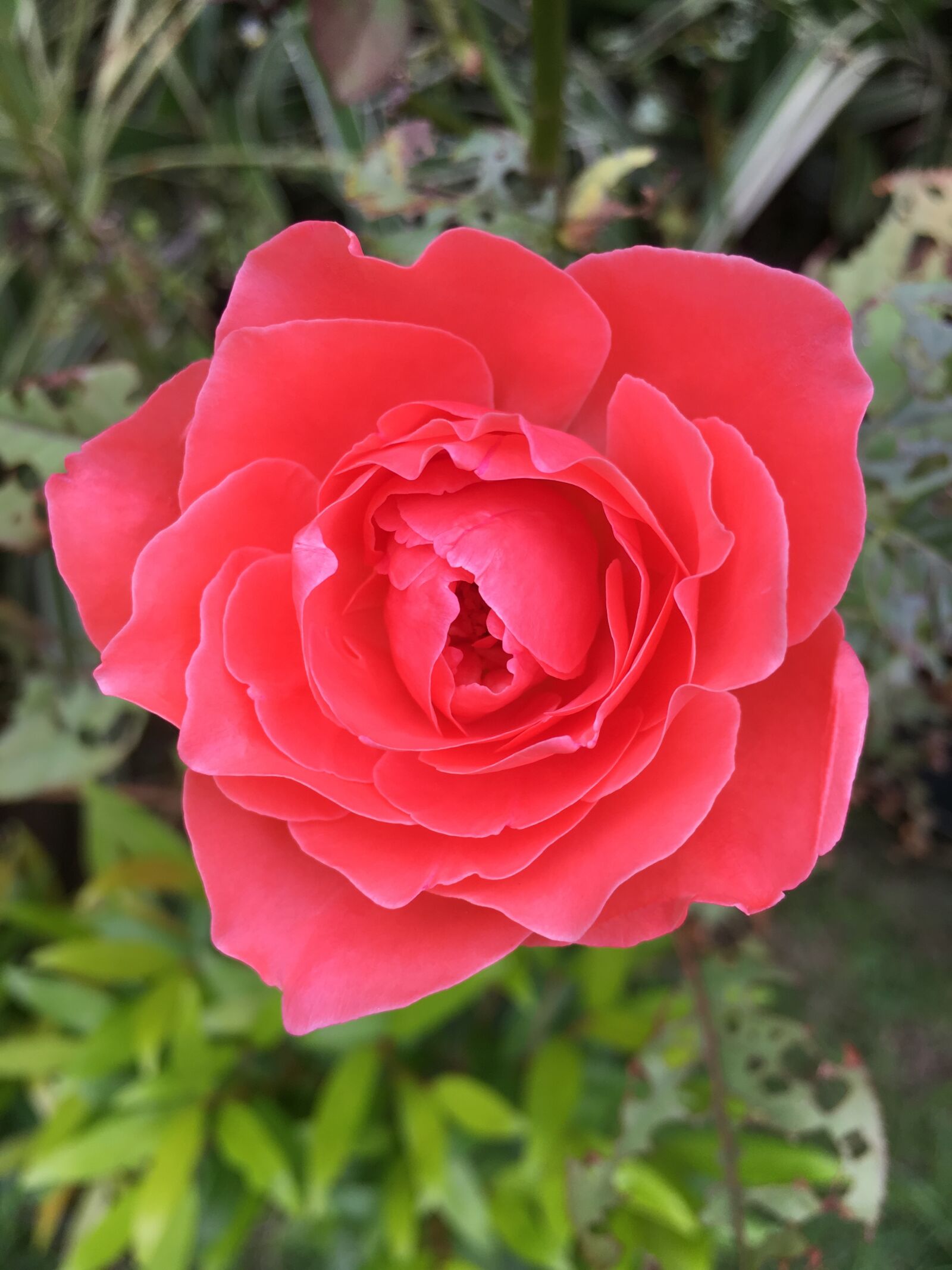 iPhone 6s back camera 4.15mm f/2.2 sample photo. Mother, nature, nature, nature photography