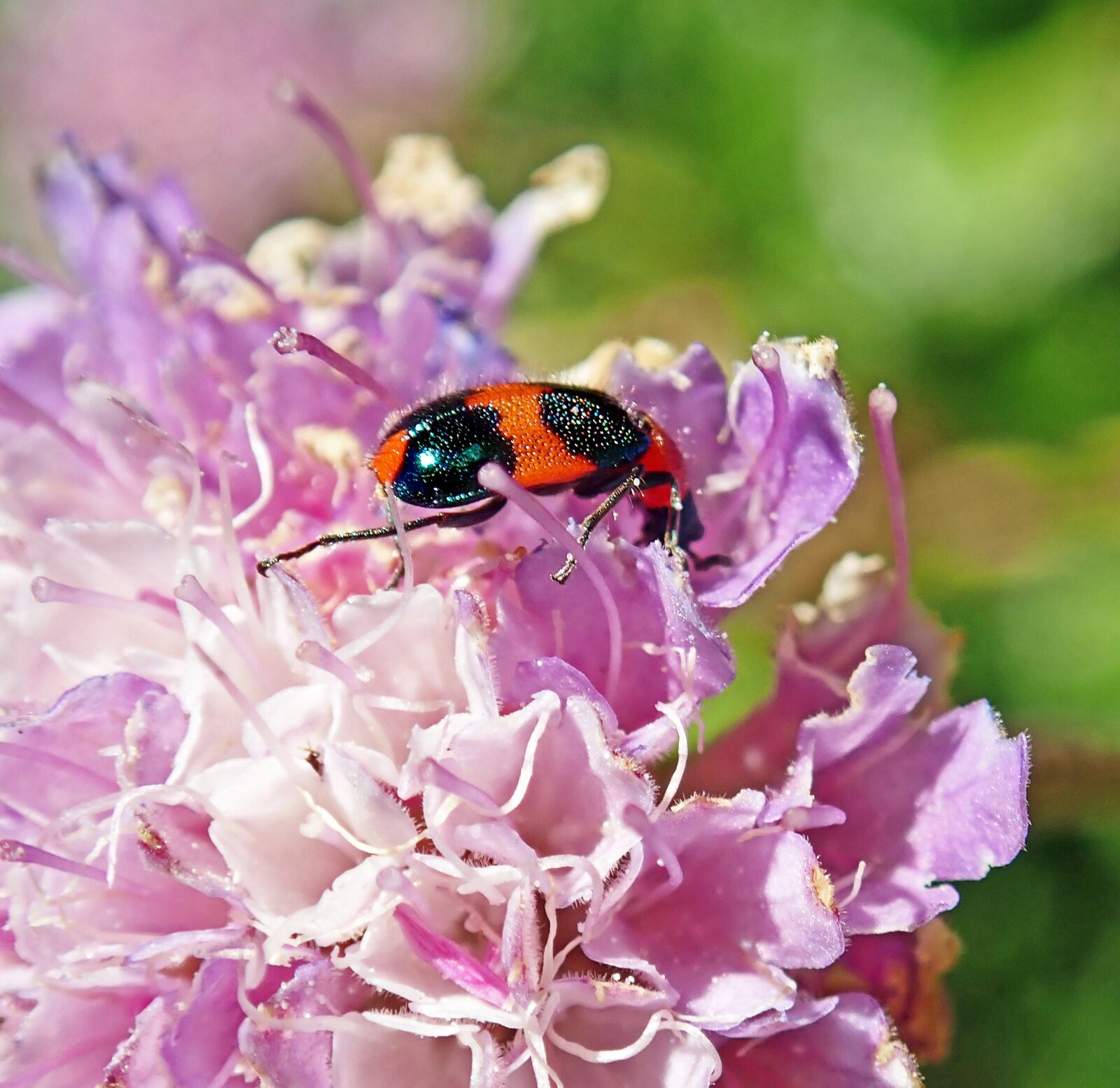 Olympus TG-5 sample photo. Beetle, insect, flower photography