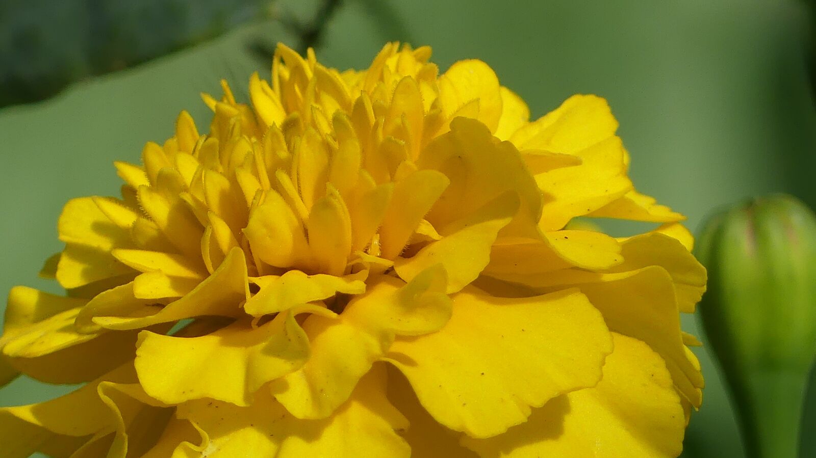 Panasonic Lumix DMC-FZ300 sample photo. Tagete, flower, nature photography