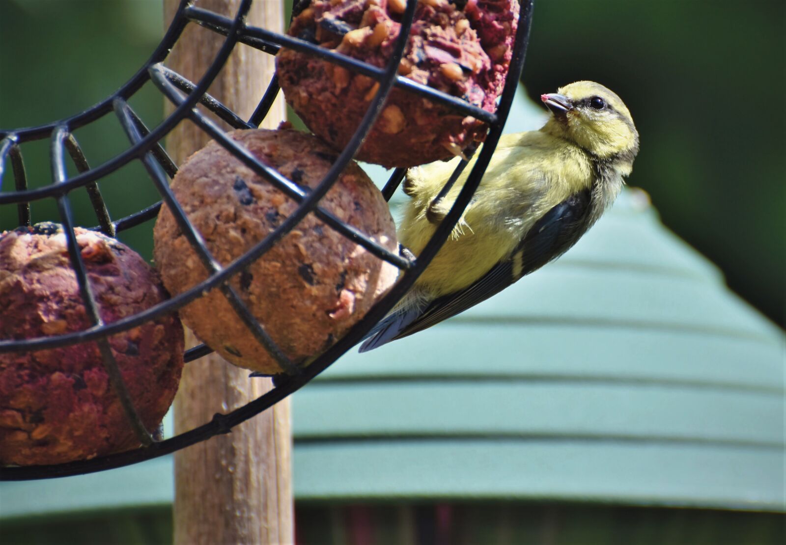 Nikon D7200 sample photo. Tit, songbird, small bird photography