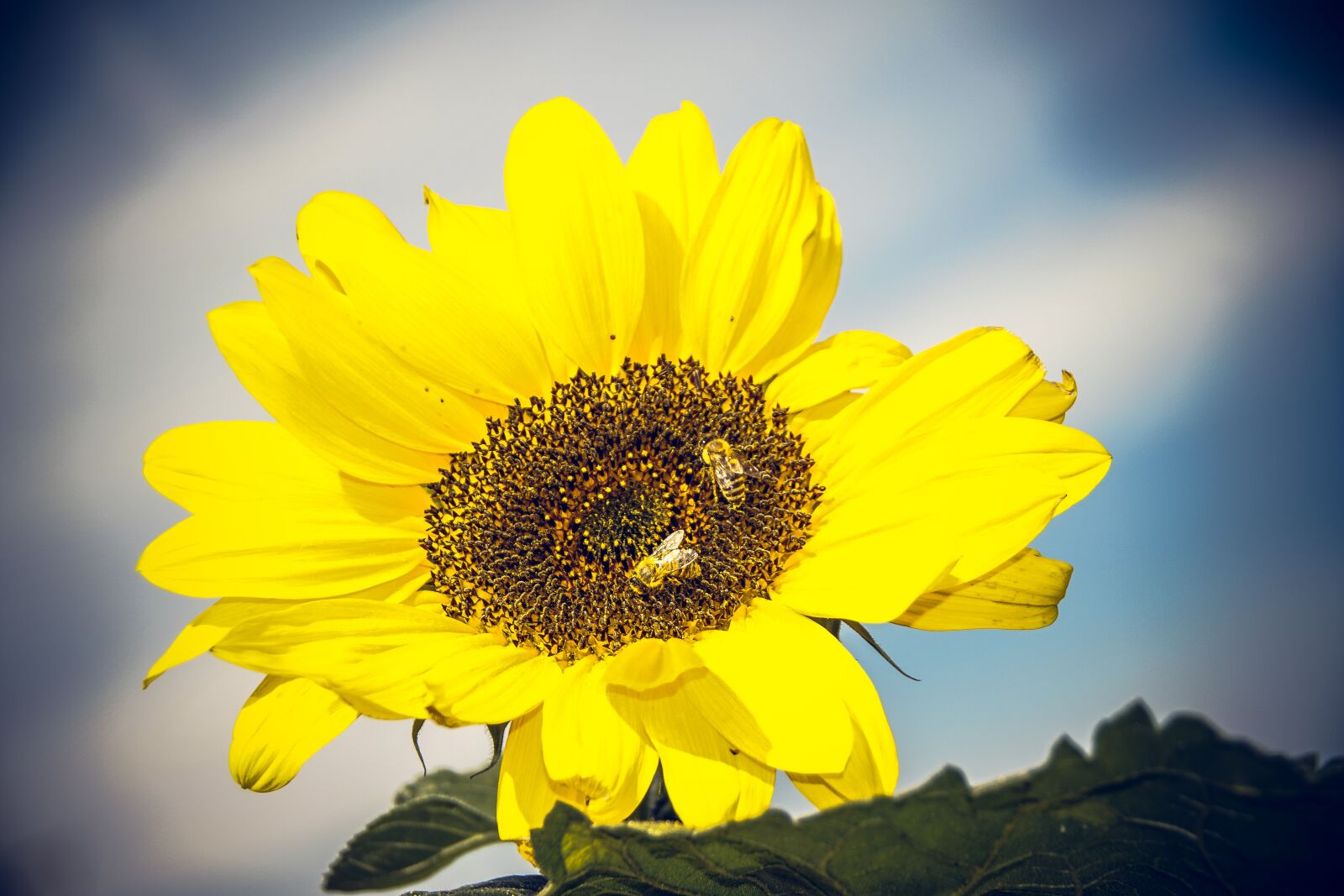 Sony ILCA-77M2 sample photo. Sunflower, blossom, bloom photography