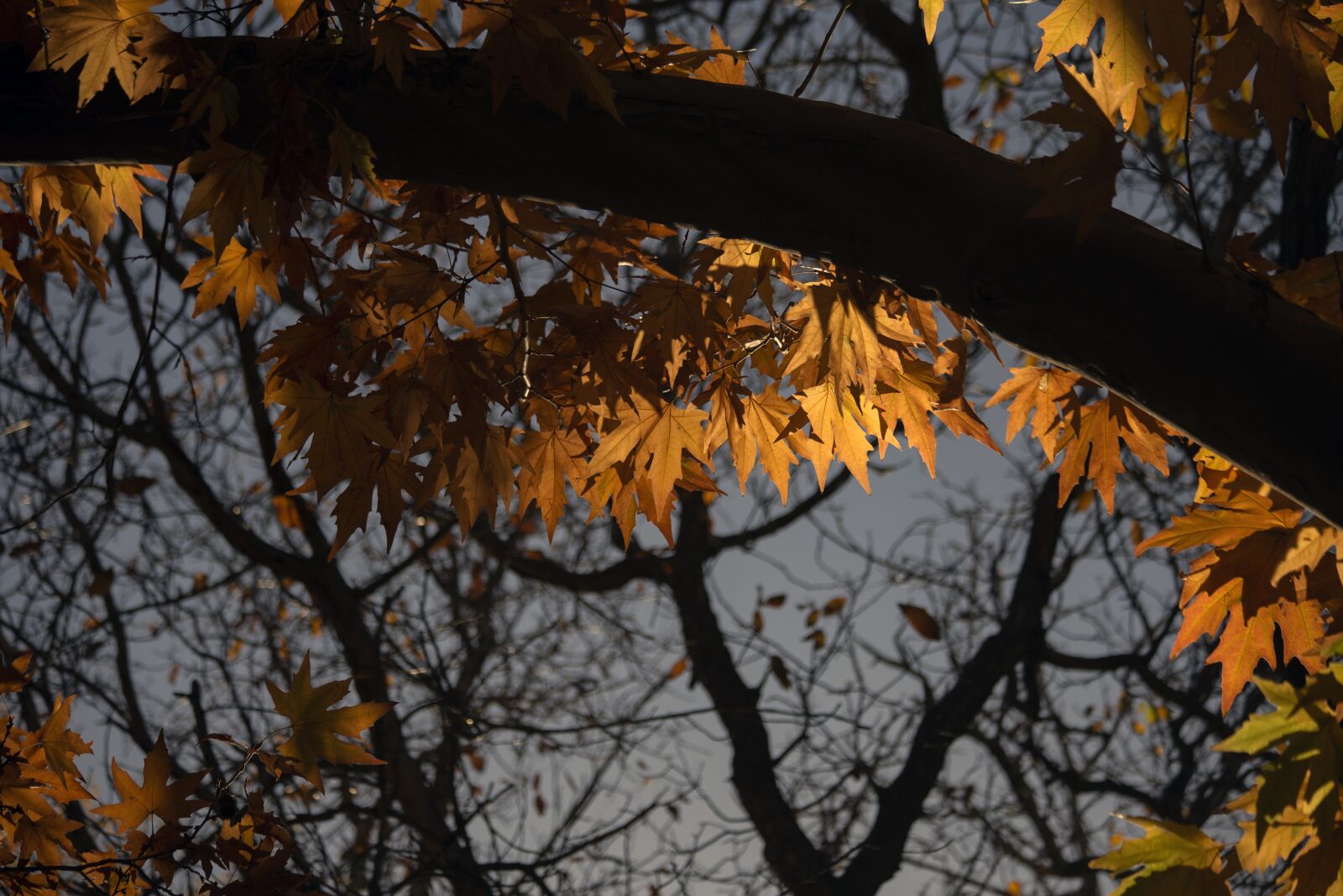Canon EOS 6D + Canon EF 70-300mm F4-5.6 IS USM sample photo. Fall, nature, tree photography